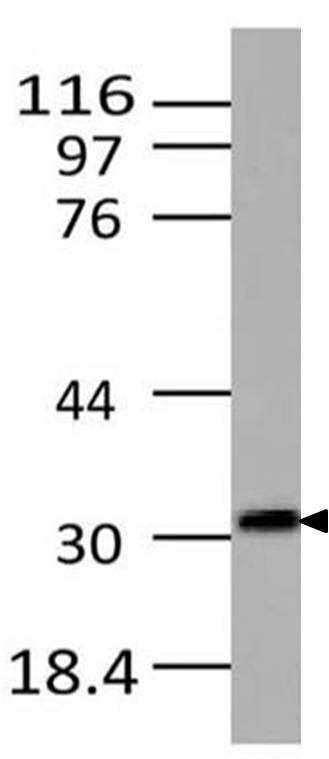 Monoclonal Antibody to Lif (Clone: ABM2C57)