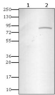 Monoclonal Antibody to CHIKV-nsP2 (Clone: ABM3F3.2E10)