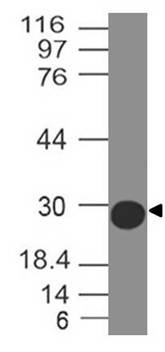 Anti-SARS CoV2 Spike RBD Antibody (Clone: ABM5D1.1E8) Biotin Conjugated