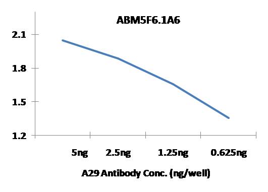 Anti-Monkeypox A29 Antibody (Clone: ABM5F6.1A6)