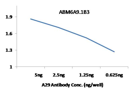 Anti-Monkeypox A29 Antibody (Clone: ABM6A9.1B3)