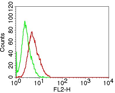 Monoclonal Antibody to CREB (Clone: ABM13H8 )