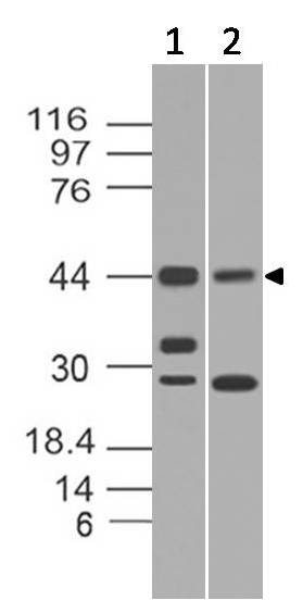 Monoclonal Antibody to Rap1 (Clone: ABM13D9)