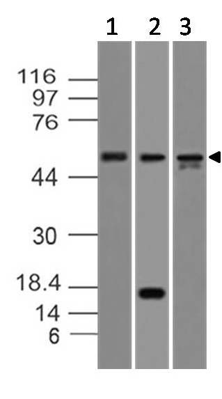 Monoclonal Antibody to Caspase-8 (Clone: ABM14C1)