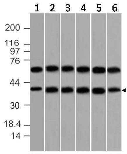 Monoclonal Antibody to DAP-3 (Clone: ABM15C4)