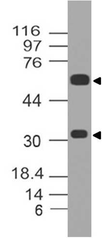 Monoclonal Antibody to Human ATF2 (Clone: ABM16E7)