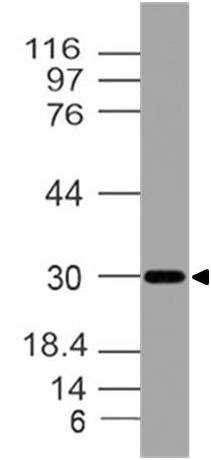 Monoclonal antibody to Bi-1 (Clone: ABM20E4)