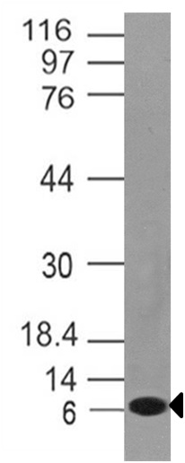 Monoclonal Antibody to Mouse Noxa (Clone: ABM46B8)