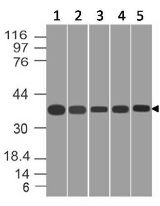 Monoclonal antibody to CREB1 (Clone: ABM5B73)