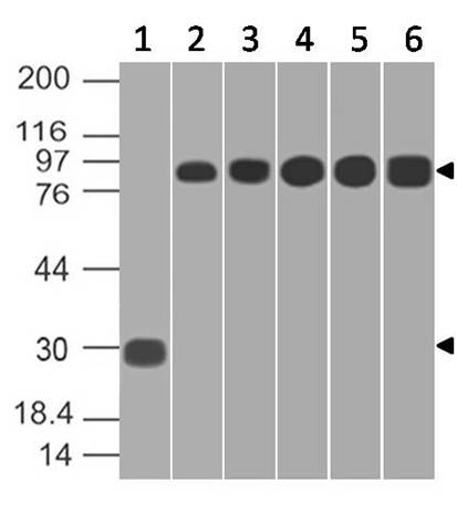 Monoclonal antibody to RLIP (Clone: ABM1C8.1D9)