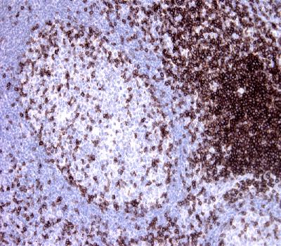 Rabbit Monoclonal Antibody to CD3e(Clone :BSR10)