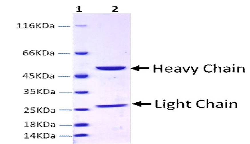 Recombinant Anti-TNFa (Adalimumab biosimilar) mAb