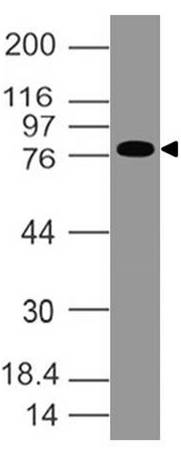 Monoclonal Antibody to EPS8 (Clone: ABM4H15)