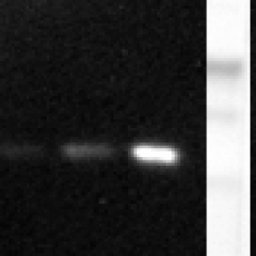 Monoclonal Antibody to human TNF-alpha(Discontinued)