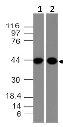 Monoclonal Antibody to CLEC9A  (Clone: ABM23H8)