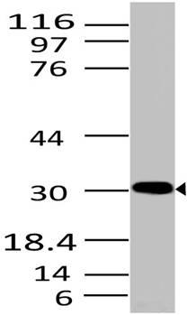 Monoclonal Antibody to HMGB1 (Clone: ABM24D3)