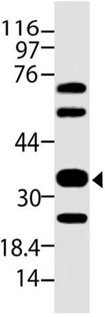 Monoclonal Antibody to Siglec-H (Clone: ABM2B55)