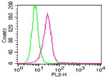 Monoclonal Antibody to Human IL-1beta (Clone: ABM26G5)