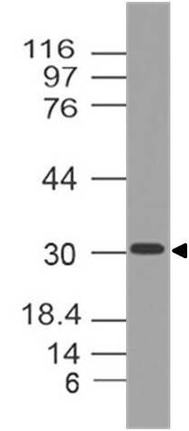 Monoclonal Antibody to Siglec-H (Clone: ABM2H66)