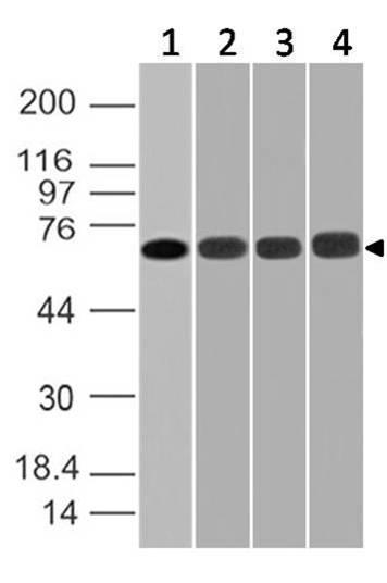 Monoclonal Antibody to DDX3 (Clone: ABM27H2)