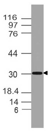 Monoclonal antibody to  TSLP (Clone: ABM2D78)