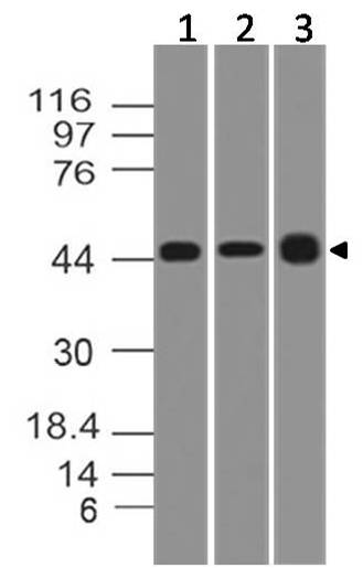 Monoclonal Antibody to TSLP (Clone: ABM27H9)