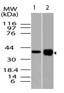 Monoclonal Antibody to RunX3 (Clone: ABM28D1)