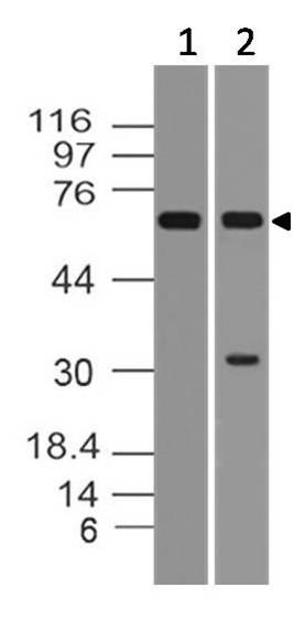 Monoclonal Antibody to Human MAVS (Clone: ABM28C8)