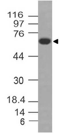 Monoclonal antibody to MAVS (Clone: ABM28H9)