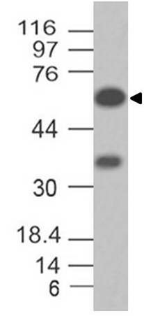 Monoclonal antibody to MAVS (Clone: ABM2A90)