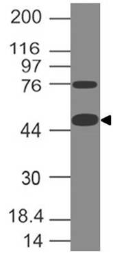 CD127 Antibody (Clone: ABM2A94)