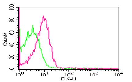 Monoclonal Antibody to FOXP3 (Clone: 3G3 )