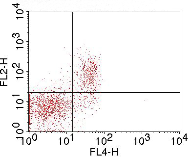 Monoclonal Antibody to GITR (Clone: DTA-1)