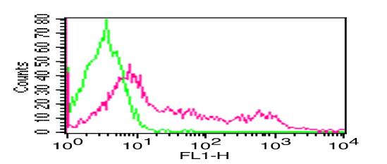 Monoclonal Antibody to  Human CD8 (Clone: RPAT8) FITC conjugated