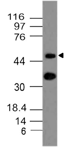 Monoclonal Antibody to Mouse CD196 (Clone: ABM40H1)