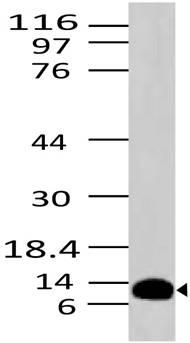 Monoclonal Antibody to S100A8 (Clone: ABM4D13)