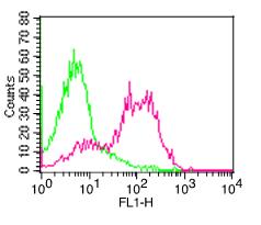 Monoclonal Antibody to Human CD6  (Clone: SPV14 ) FITC conjugated