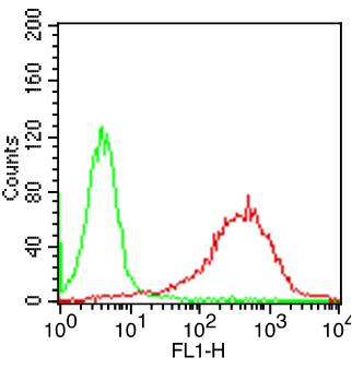 Monoclonal Antibody to Human CD6  (Clone:  SPV14)