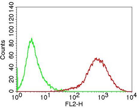 Monoclonal Antibody to CD20 (Clone: B9E9)