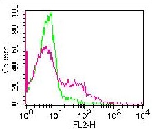 Monoclonal Antibody to CD20 (Clone: ABM46C7)