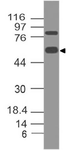 Monoclonal Antibody to Human CD98 (Clone: ABM5A27)