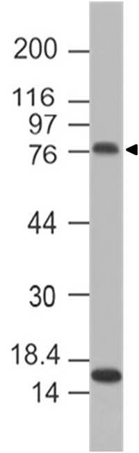 Monoclonal antibody to Mouse F4/80 (Clone: ABM5D83)