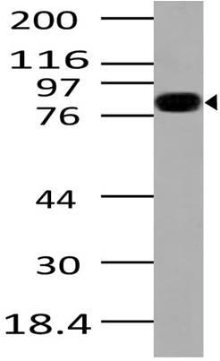 Monoclonal Antibody to Ikkb (Clone: ABM10E6)