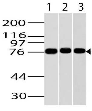 Monoclonal Antibody to Ikke/Ikki/TBK1 (Clone: ABM13C7)