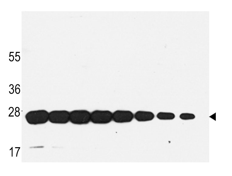 Mouse Monoclonal Antibody to GST (Clone: 21CT54.13.1 / 21CT54.13.7)(Discontinued)