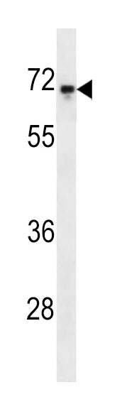 Mouse Monoclonal Antibody to C-rel (Clone: 318CT41.3.2)(Discontinued)