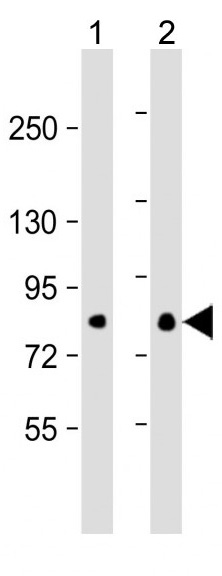 Mouse Monoclonal Antibody to EIF4B  (Clone: 355CT12.6.5)(Discontinued)