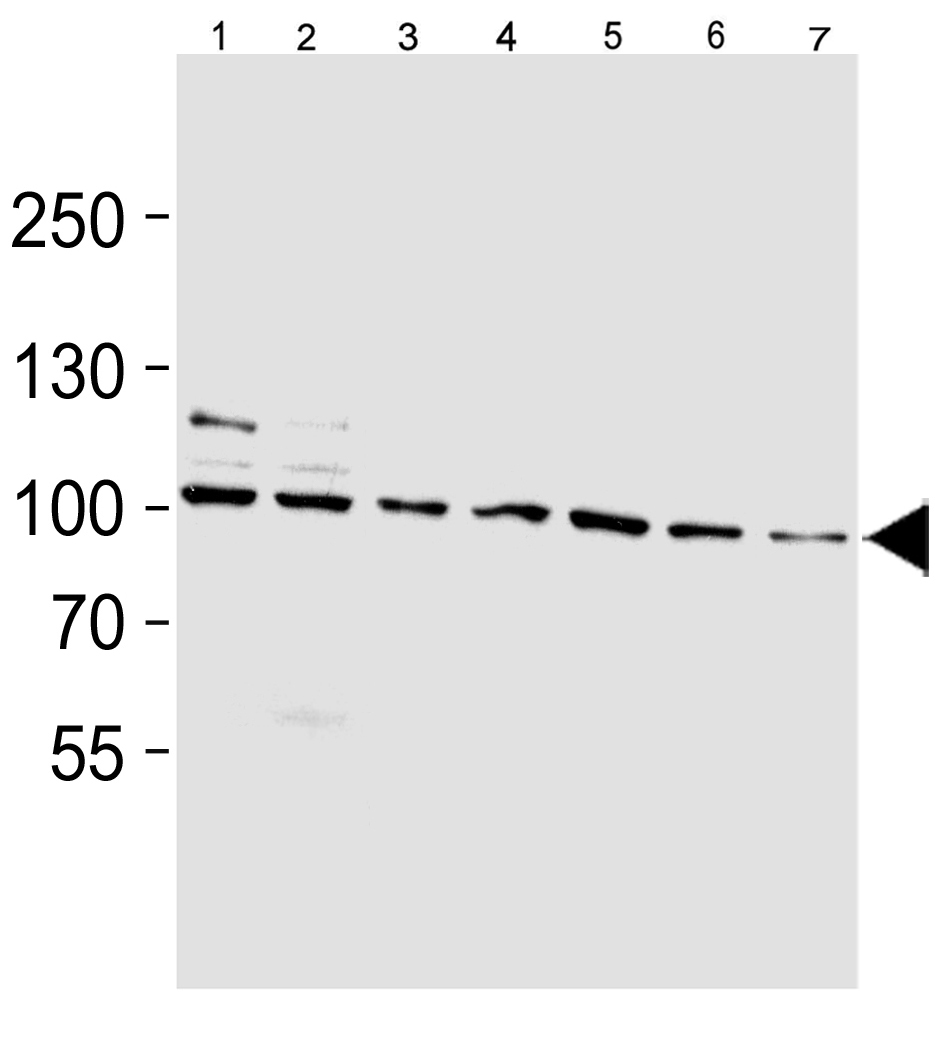 Mouse Monoclonal Antibody to Hsp90 (Clone: 803CT9.1.2)(Discontinued)