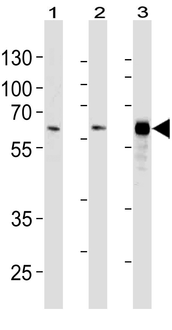 Mouse Monoclonal Antibody to HDAC1 (Clone: 1061CT1.3.1)(Discontinued)