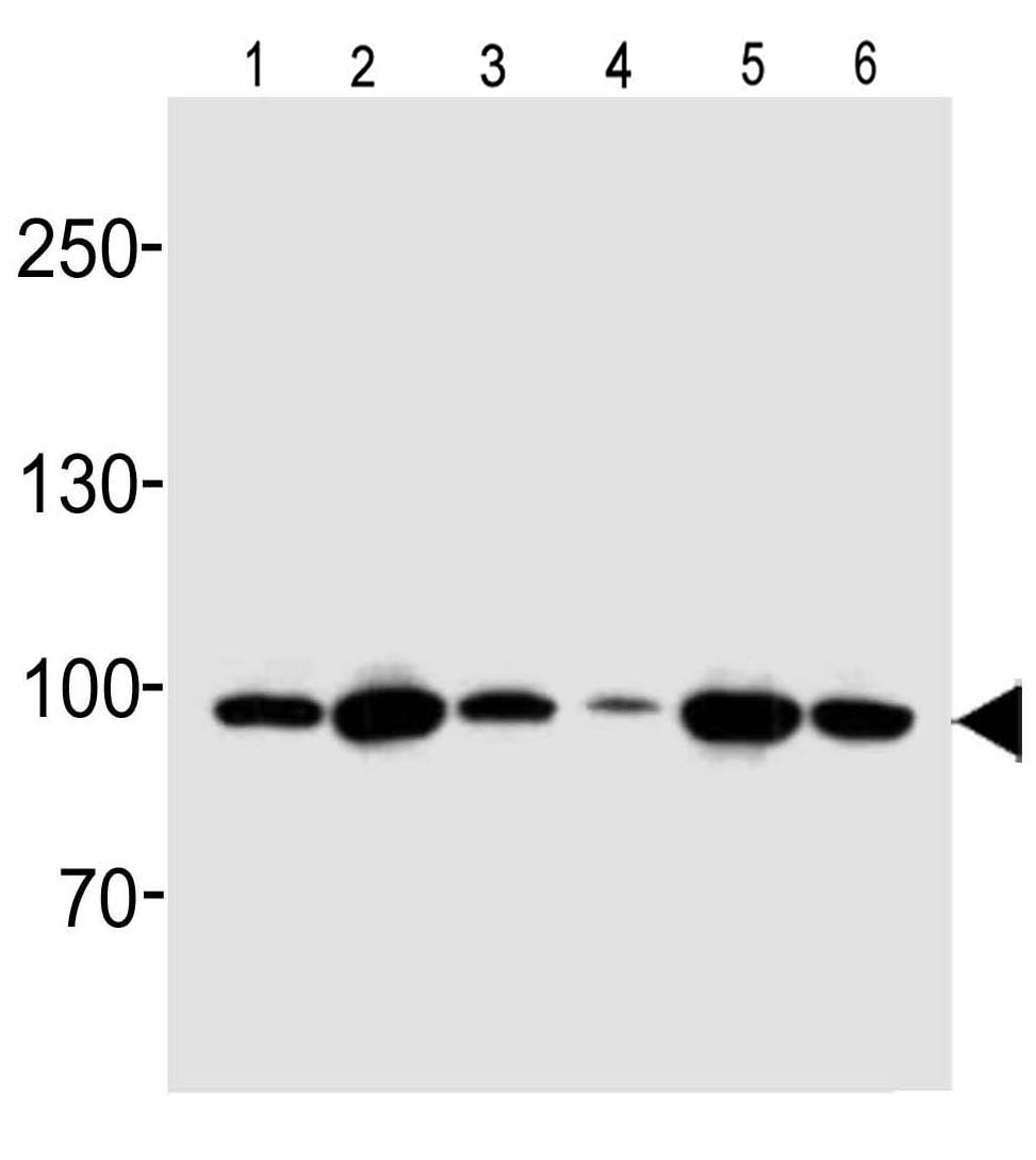 Mouse Monoclonal Antibody to Hsp90 (Clone: 803CT9.1.2)(Discontinued)